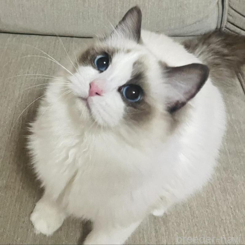 販売中の群馬県のラグドール-133670の2枚目