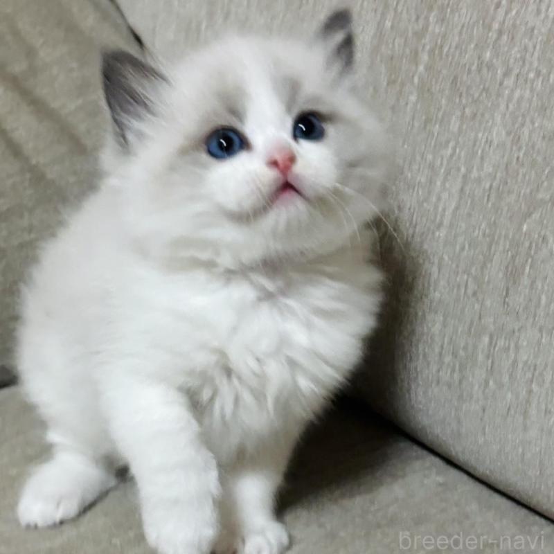 販売中の群馬県のラグドール-133671の5枚目