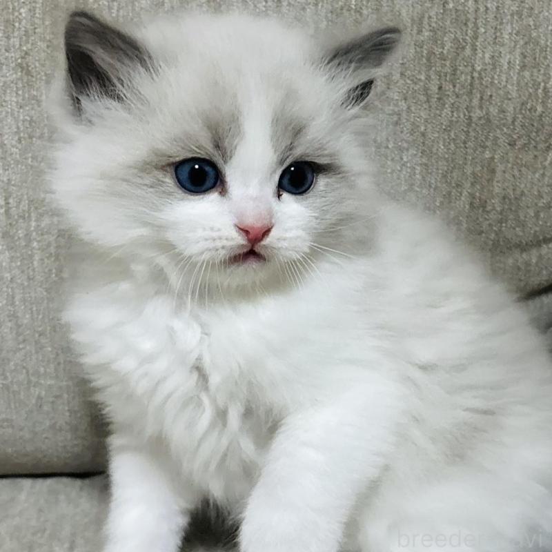 販売中の群馬県のラグドール-133671