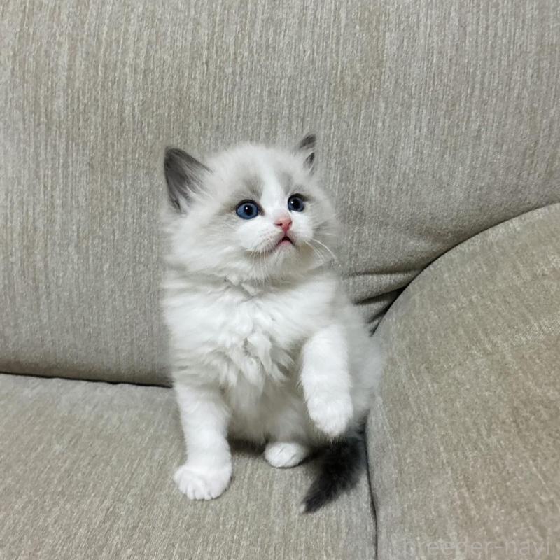 販売中の群馬県のラグドール-133671の3枚目