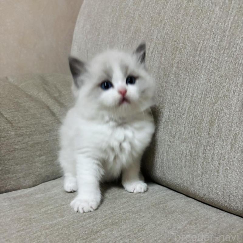 販売中の群馬県のラグドール-133671の2枚目