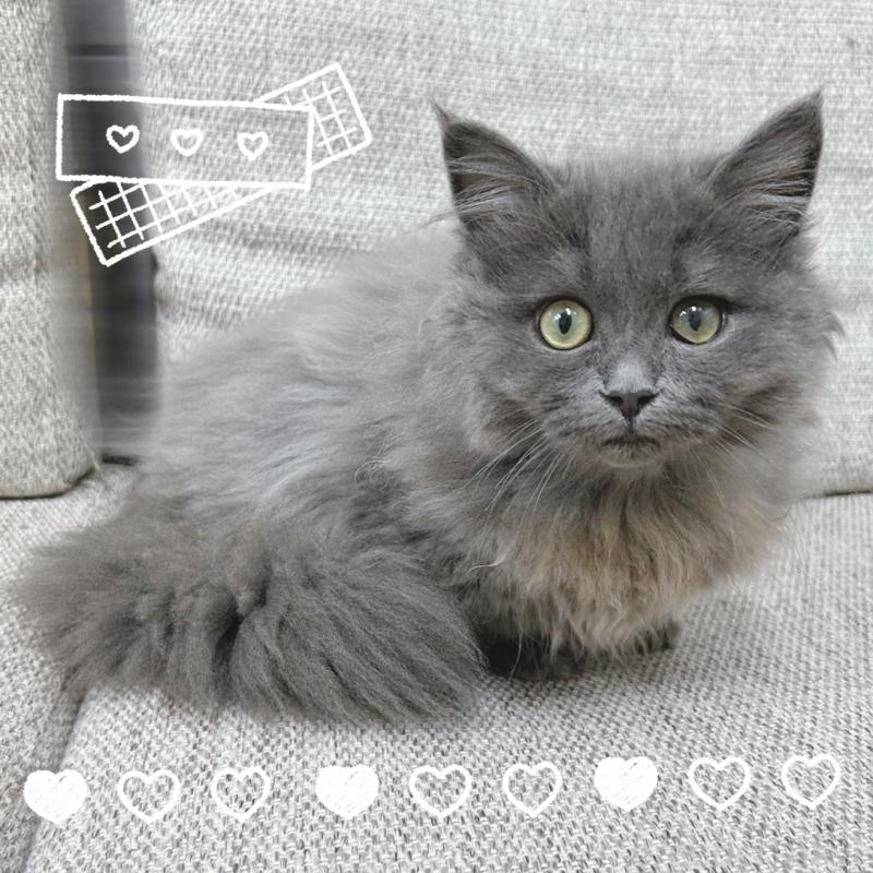 販売中の東京都のミヌエット(短足)-128715