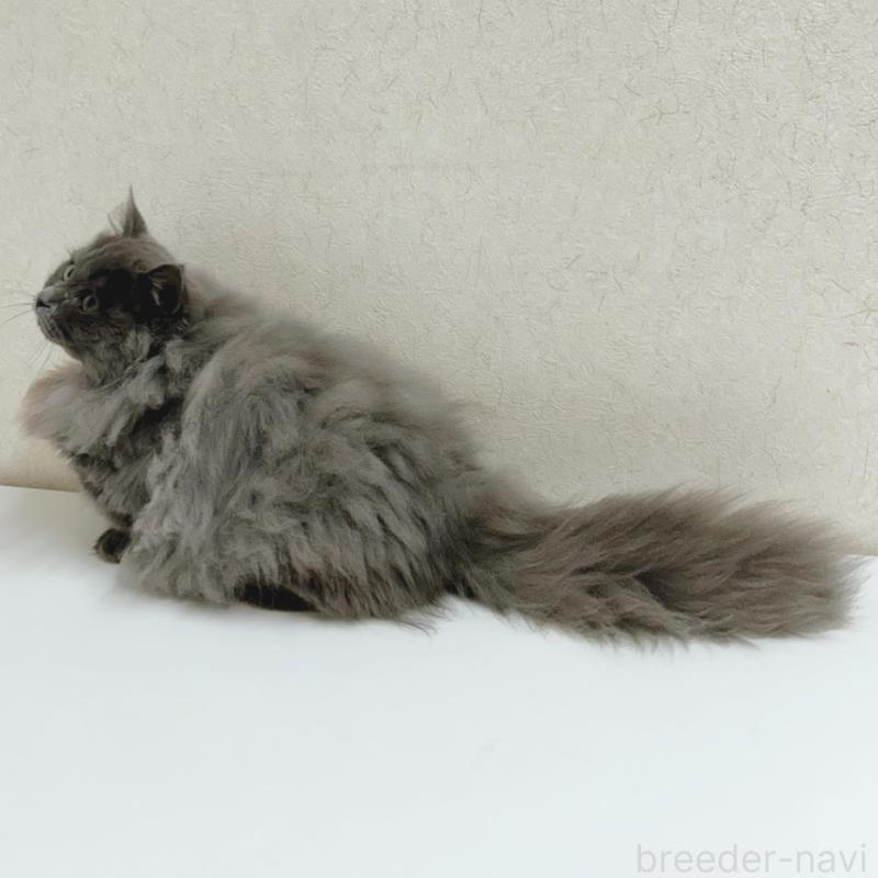 販売中の東京都のミヌエット(短足)-128715の4枚目