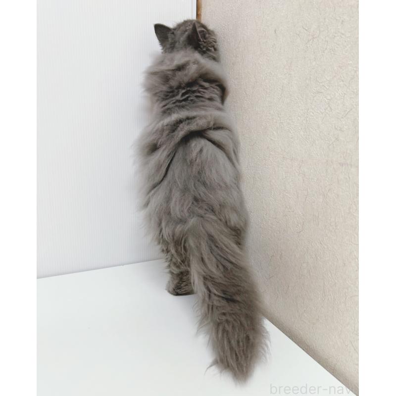 販売中の東京都のミヌエット(短足)-128715の3枚目