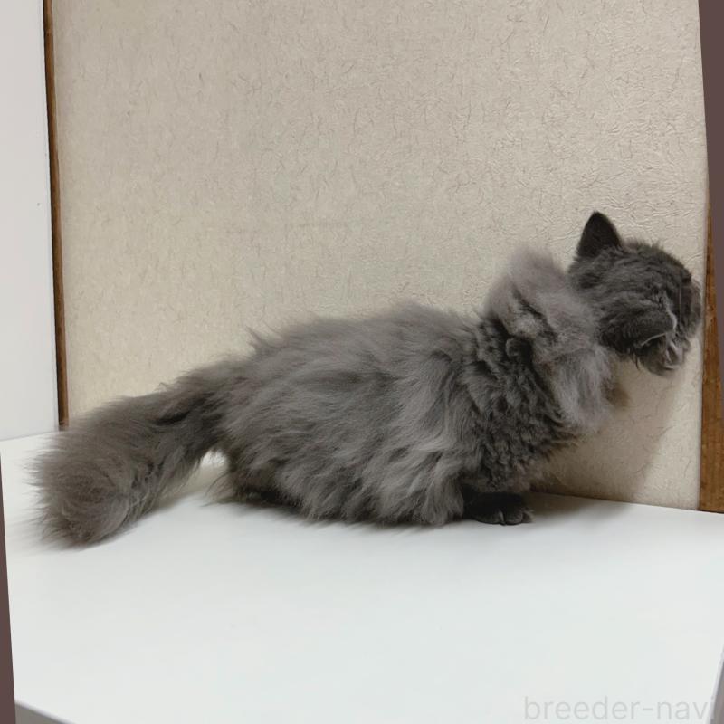 販売中の東京都のミヌエット(短足)-128715の2枚目