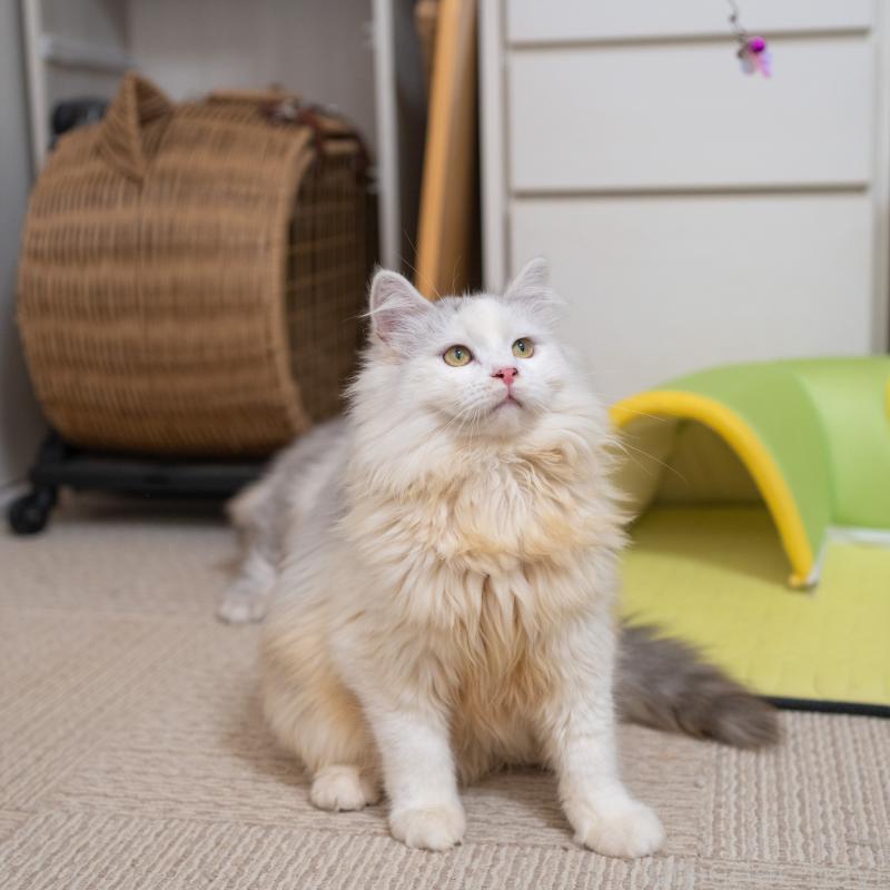 販売中の大阪府のサイベリアン-125977の10枚目