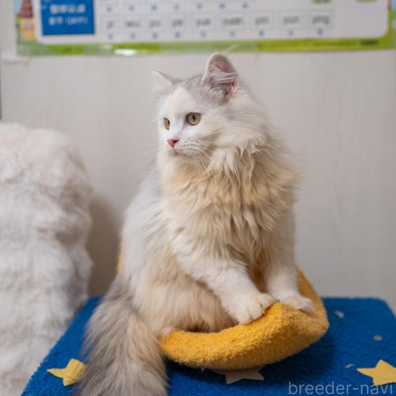 販売中の大阪府のサイベリアン-125977の9枚目