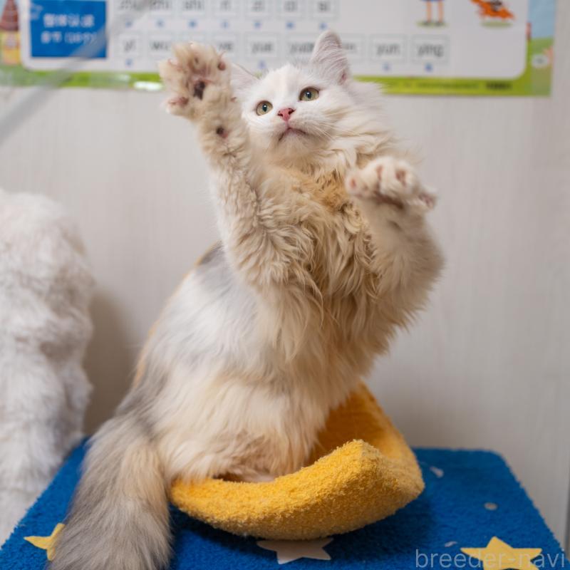 販売中の大阪府のサイベリアン-125977の8枚目