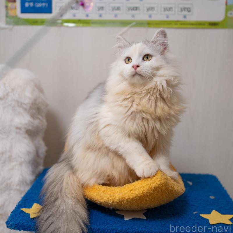 販売中の大阪府のサイベリアン-125977の7枚目