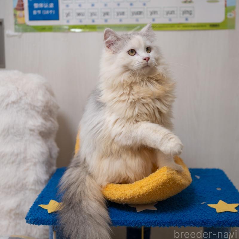 販売中の大阪府のサイベリアン-125977の6枚目