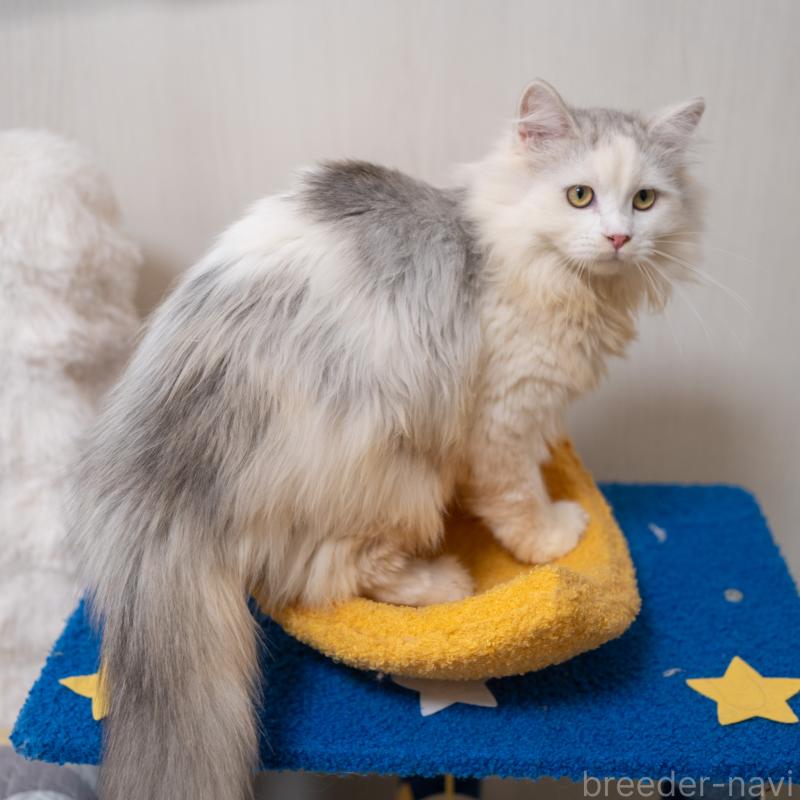 販売中の大阪府のサイベリアン-125977の5枚目