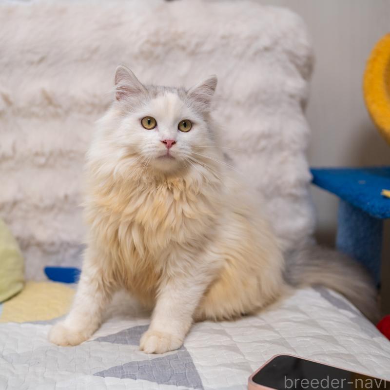 販売中の大阪府のサイベリアン-125977の4枚目