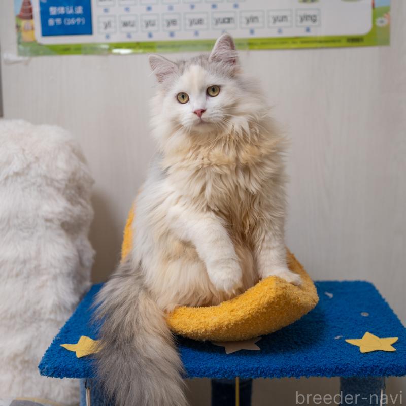 販売中の大阪府のサイベリアン-125977の3枚目