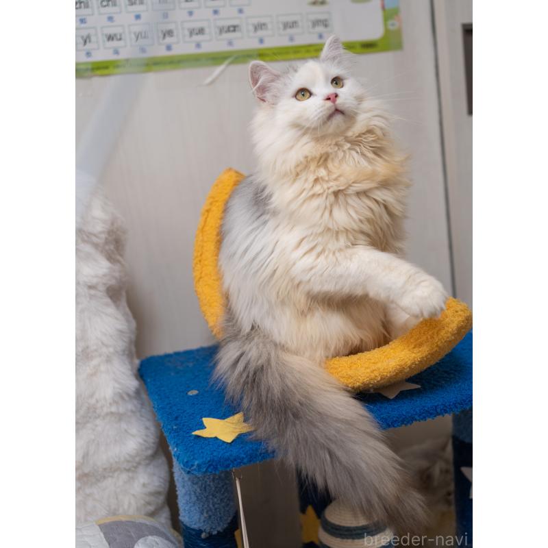 販売中の大阪府のサイベリアン-125977の2枚目