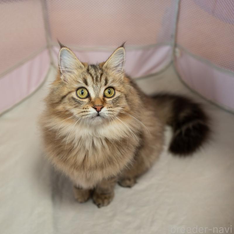 販売中の大阪府のサイベリアン-123559の9枚目