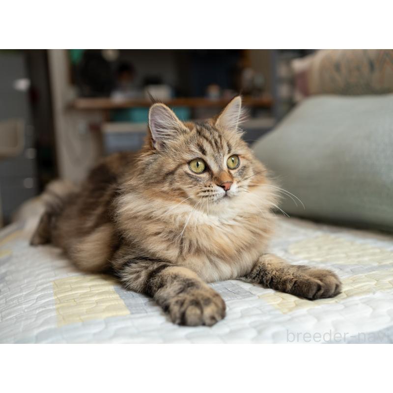 販売中の大阪府のサイベリアン-123559の8枚目