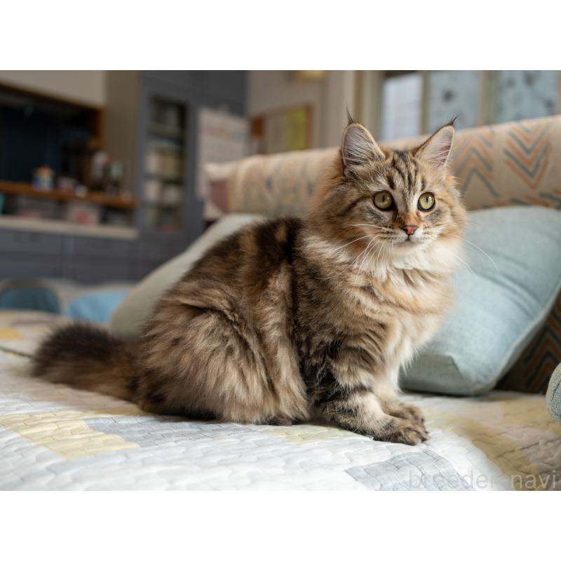 販売中の大阪府のサイベリアン-123559の7枚目