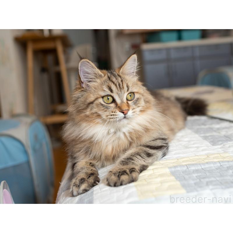 販売中の大阪府のサイベリアン-123559の6枚目