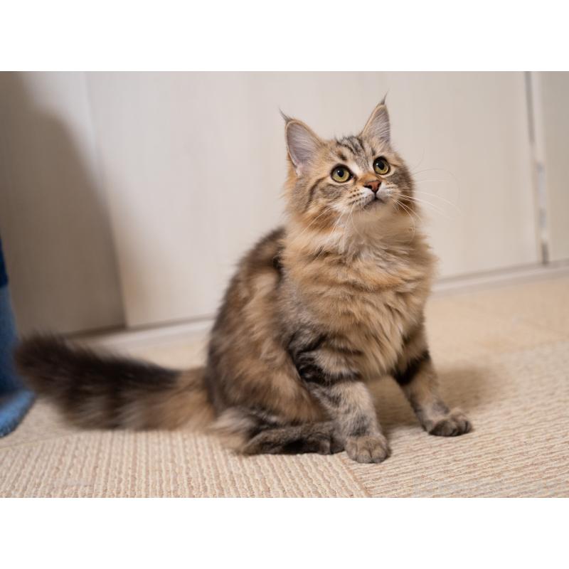 販売中の大阪府のサイベリアン-123559の5枚目