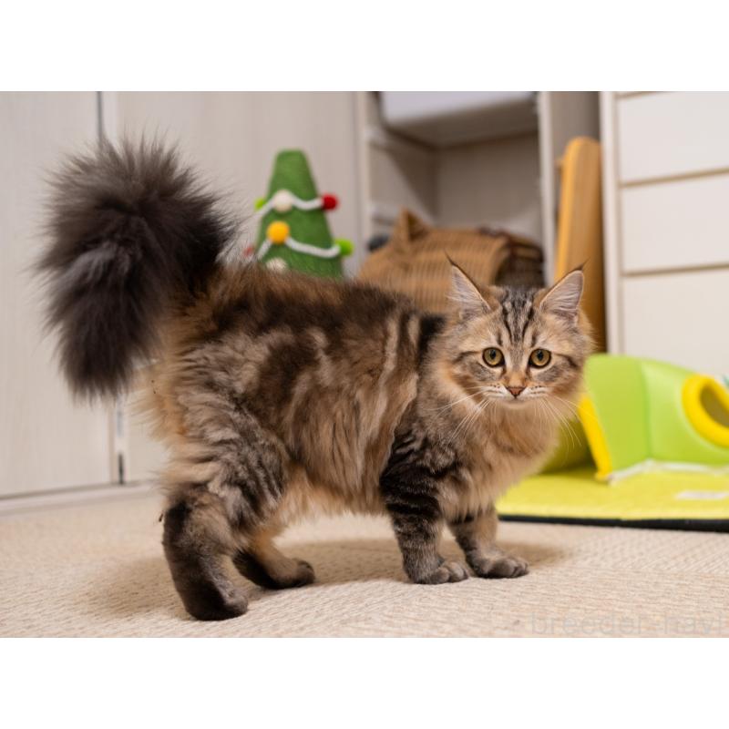 販売中の大阪府のサイベリアン-123559の4枚目