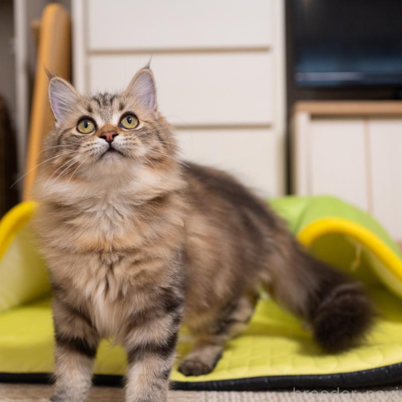 販売中の大阪府のサイベリアン-123559の3枚目