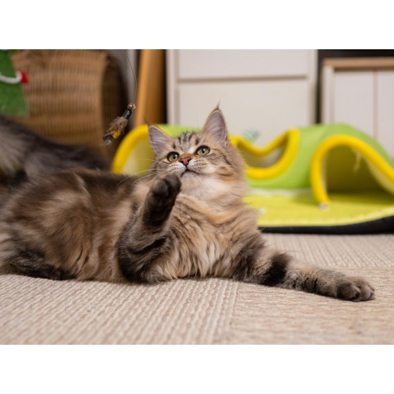 販売中の大阪府のサイベリアン-123559の2枚目