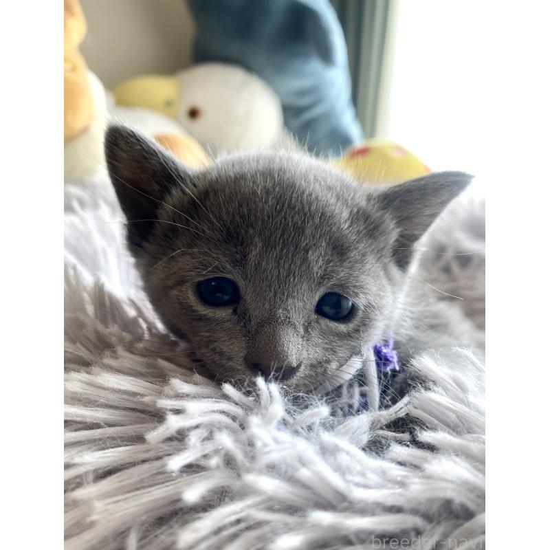 販売中の東京都のロシアンブルー-133325の57枚目