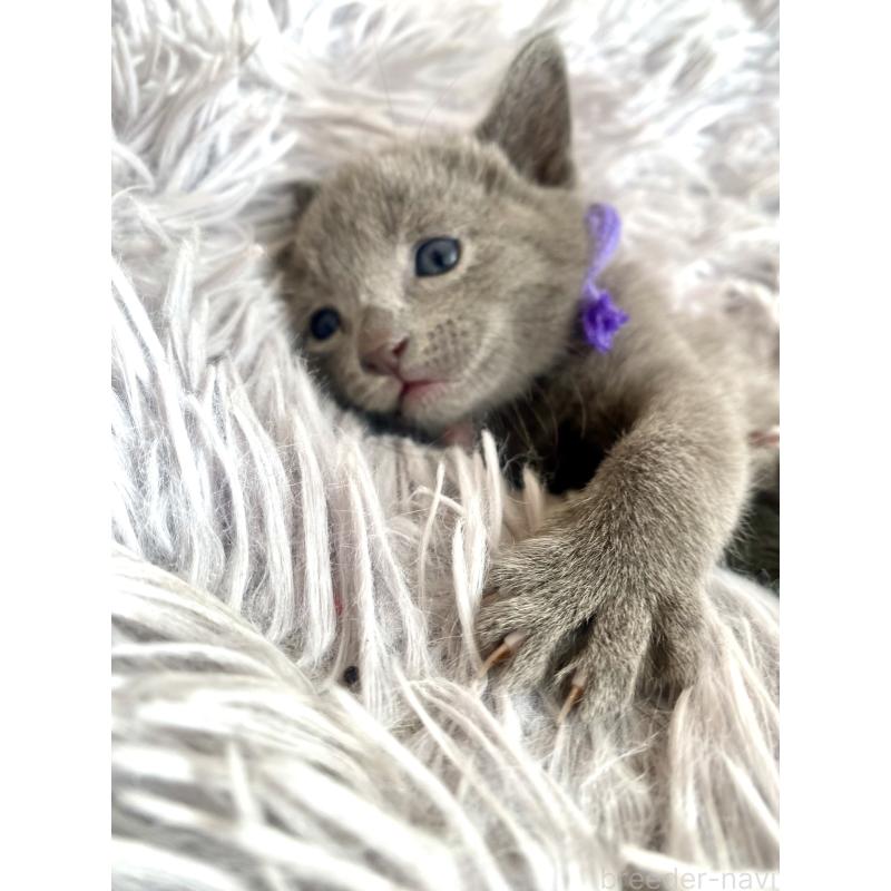 販売中の東京都のロシアンブルー-133325の56枚目