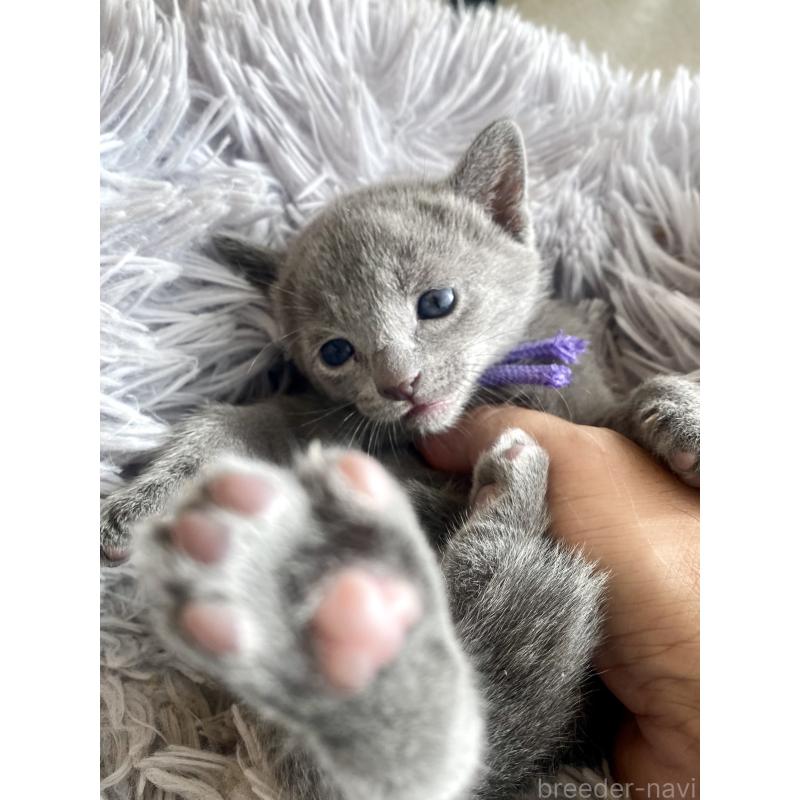 販売中の東京都のロシアンブルー-133325の55枚目