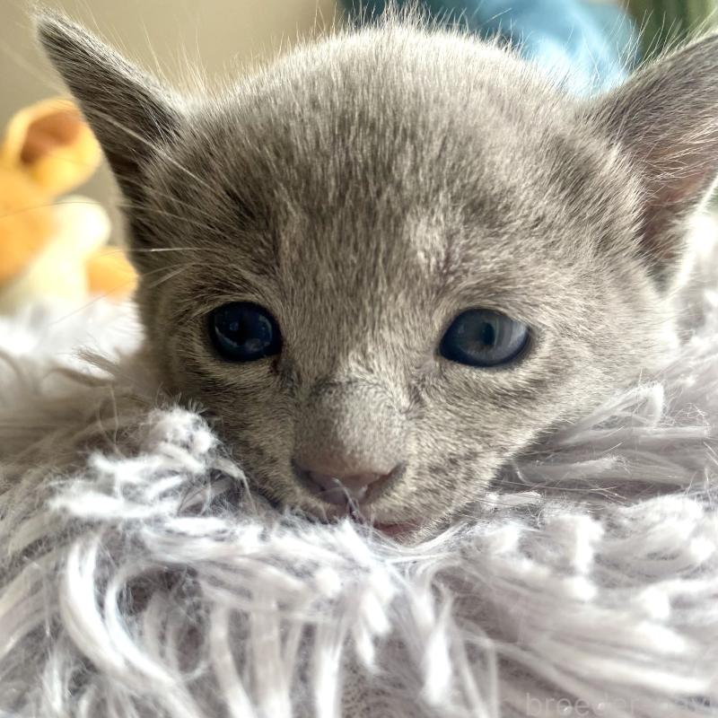 販売中の東京都のロシアンブルー-133325の54枚目