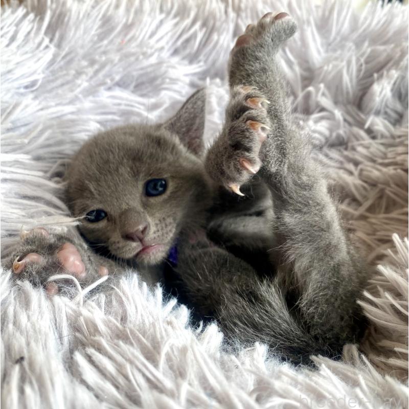 販売中の東京都のロシアンブルー-133325の53枚目