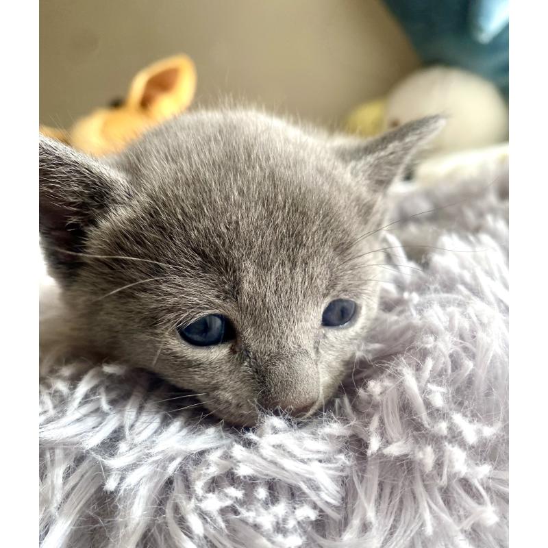 販売中の東京都のロシアンブルー-133325の52枚目