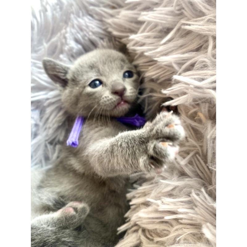 販売中の東京都のロシアンブルー-133325の51枚目