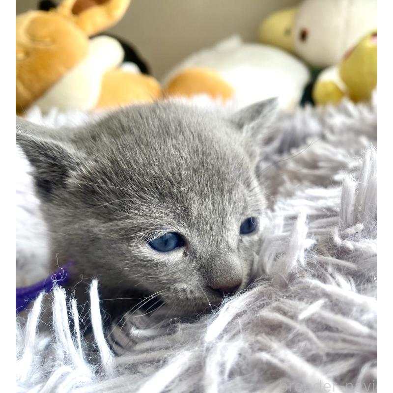 販売中の東京都のロシアンブルー-133325の49枚目