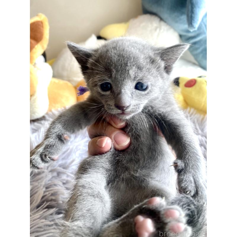 販売中の東京都のロシアンブルー-133325の48枚目