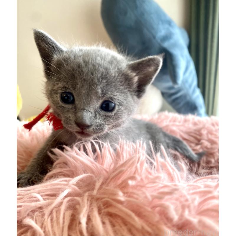 商談中の東京都のロシアンブルー-133326の65枚目