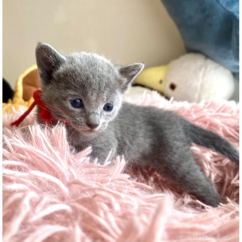 商談中の東京都のロシアンブルー-133326の64枚目