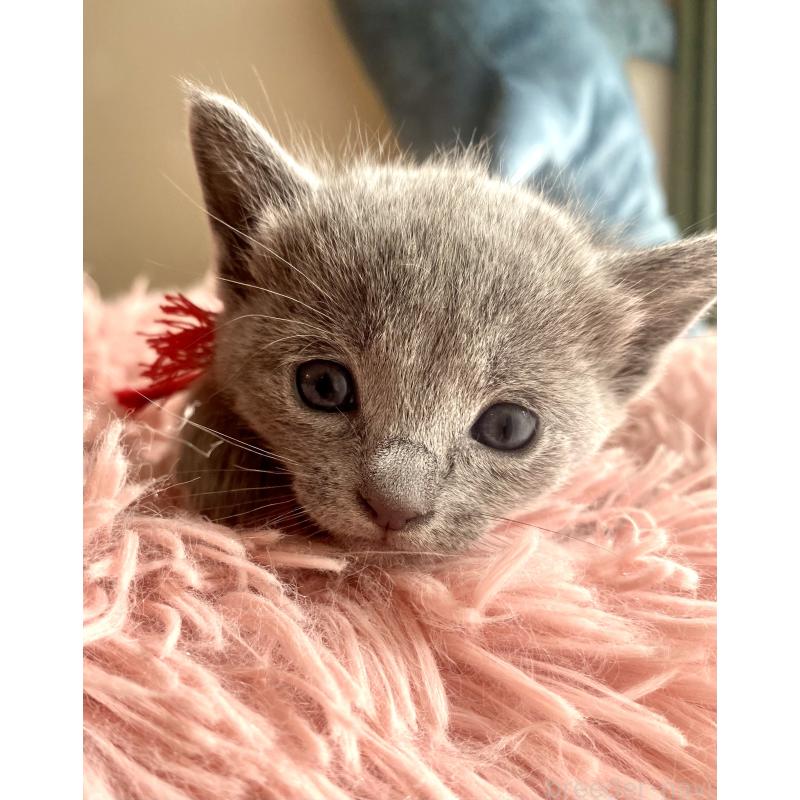 商談中の東京都のロシアンブルー-133326の63枚目