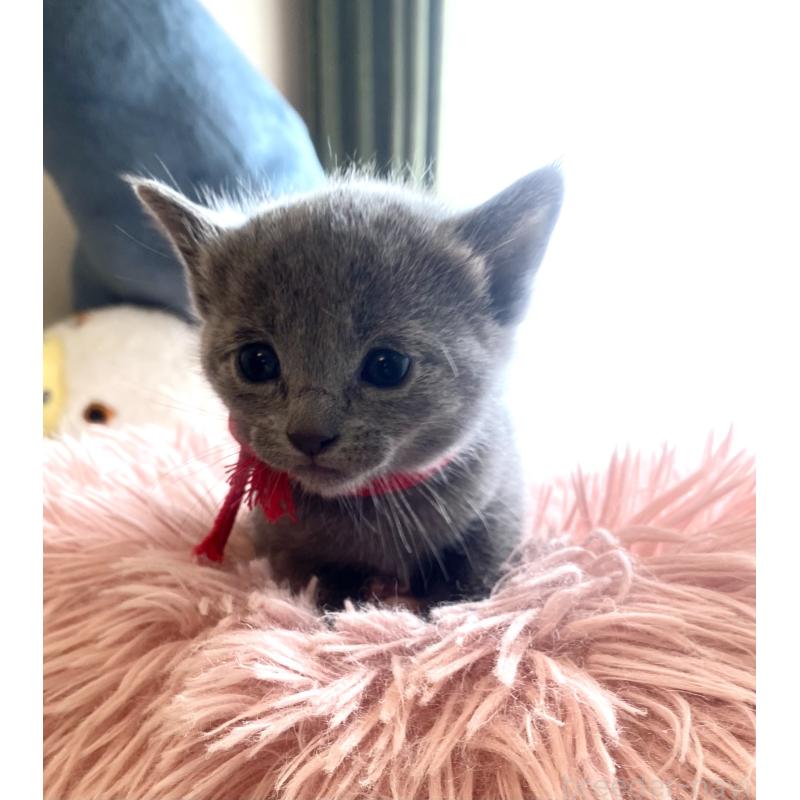 商談中の東京都のロシアンブルー-133326の61枚目