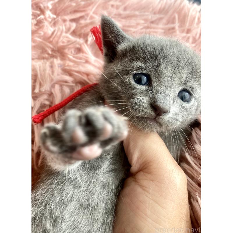 商談中の東京都のロシアンブルー-133326の60枚目