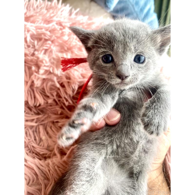 商談中の東京都のロシアンブルー-133326の59枚目