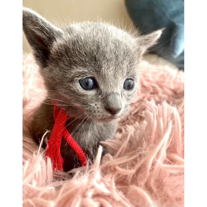 販売中の東京都のロシアンブルー-133326