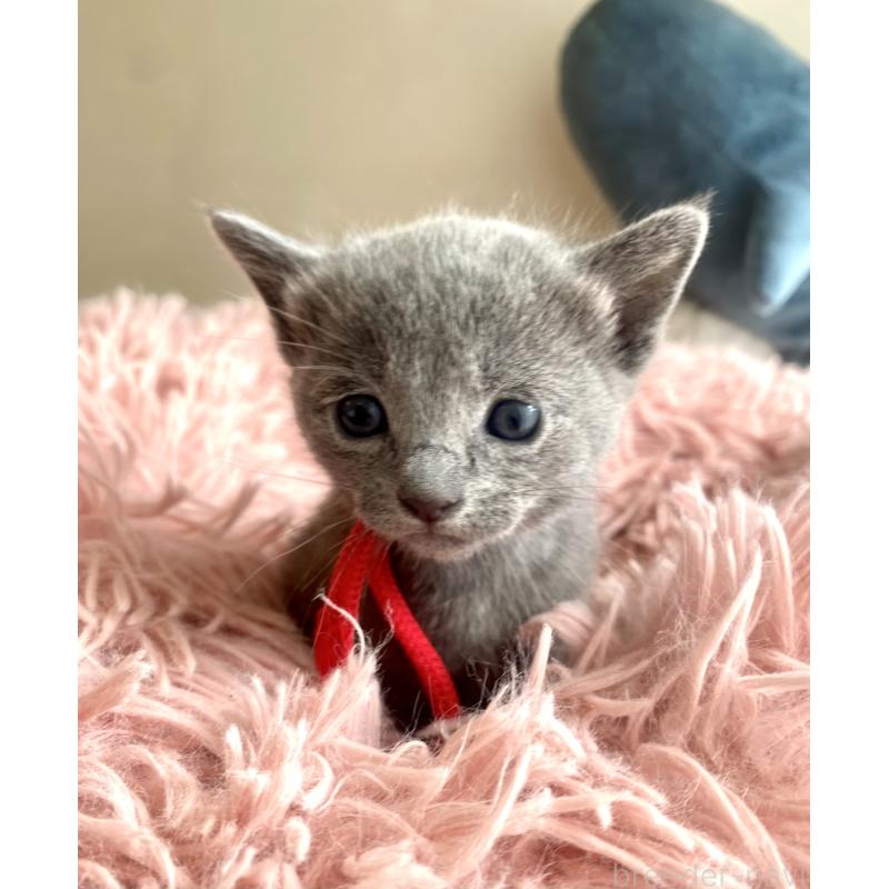 商談中の東京都のロシアンブルー-133326の57枚目