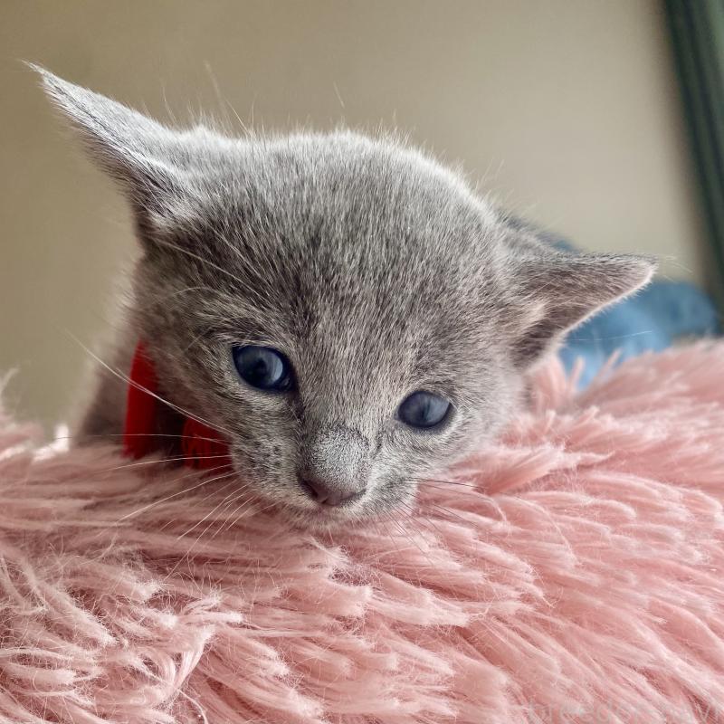 商談中の東京都のロシアンブルー-133326の56枚目