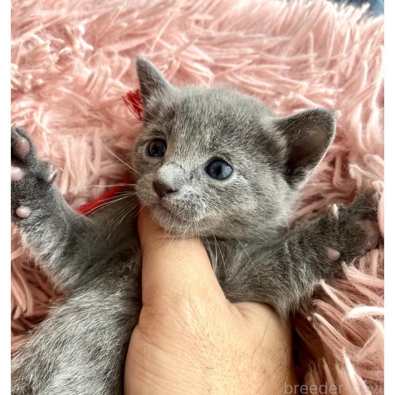 商談中の東京都のロシアンブルー-133326の55枚目