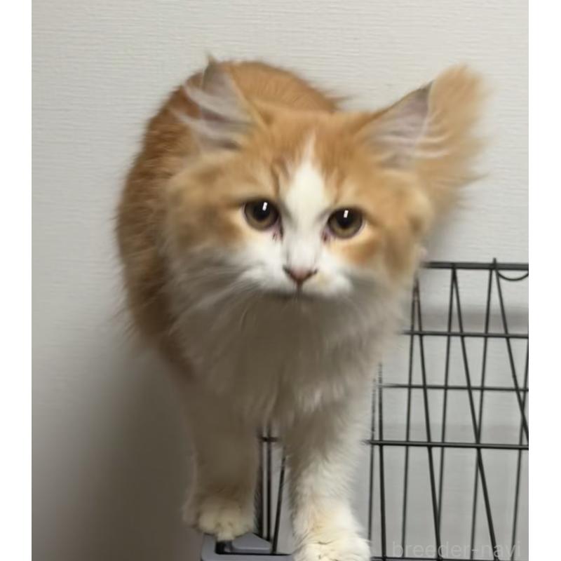 商談中の埼玉県のラガマフィン-133672の1枚目