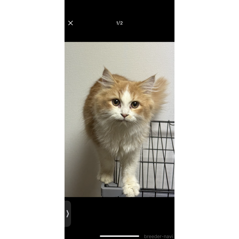 商談中の埼玉県のラガマフィン-133672の2枚目