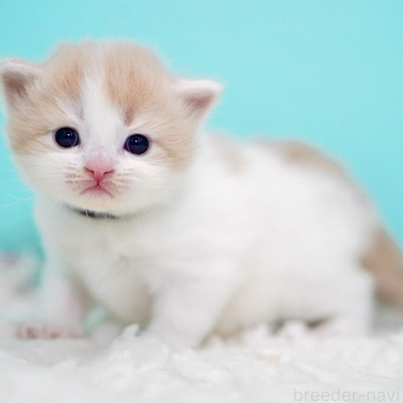 販売中の東京都のサイベリアン-133673