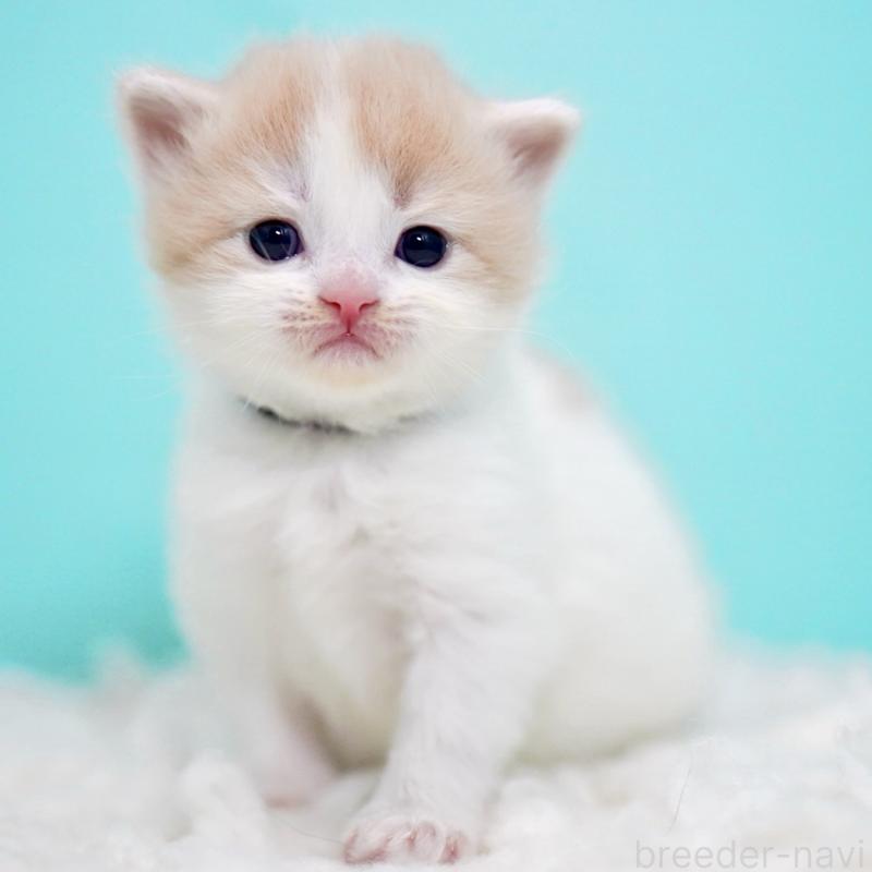 販売中の東京都のサイベリアン-133673の15枚目