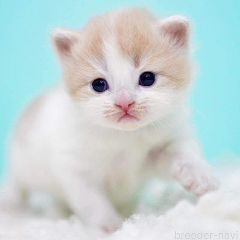 販売中の東京都のサイベリアン-133673の14枚目